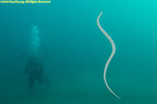 sea snake surfacing to breathe